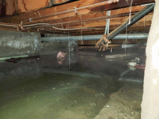 Best Professional water damage repair  in Roma, TX