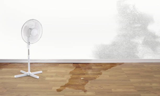 Best 24-hour water damage restoration  in Roma, TX